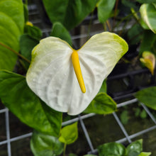 Load image into Gallery viewer, Anthurium White Obake 'Tropic Ice', 4" pot, Fedex 2day*