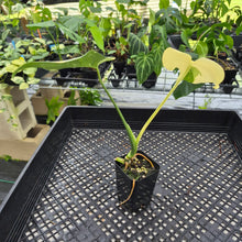 Load image into Gallery viewer, Monstera Deliciosa Creme Brulee variegated exact plant, Fedex 2day*