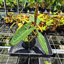 Load image into Gallery viewer, Philodendron Maximum 6" pot, Fedex 2day