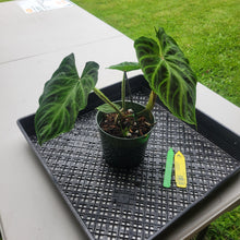 Load image into Gallery viewer, Philodendron Verrucosum, Exact Plant Ships Nationwide