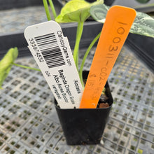 Load image into Gallery viewer, Alocasia Baginda Dragon Scale Albo Aurea Bicolor variegated exact plant, Fedex 2day*