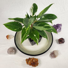 Load image into Gallery viewer, Philodendron White Princess Variegated 4" pot, Fedex 2 day*