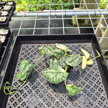 Load image into Gallery viewer, Scindapsus Mayari Variegated exact plant, Fedex 2day*