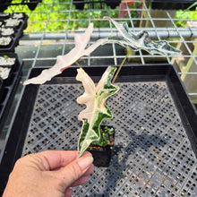 Load image into Gallery viewer, Alocasia Nobilis Pink variegated exact plant, Fedex 2day*