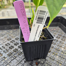 Load image into Gallery viewer, Anthurium Warocqueanum x noid, Exact Plant Ships Nationwide