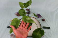 Load image into Gallery viewer, Anthurium Watermaliense, exact plant, ships nationwide