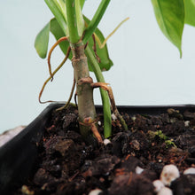 Load image into Gallery viewer, Philodendron Bipennifolium Golden Violin 4" pot, Fedex 2 day*