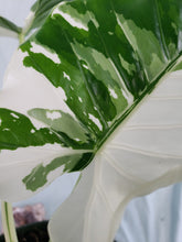 Load image into Gallery viewer, Odora Okinawa Silver, Exact Plant, variegated Alocasia