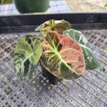 Load image into Gallery viewer, Alocasia Black Velvet Pink Variegata, Exact Plant Ships Nationwide