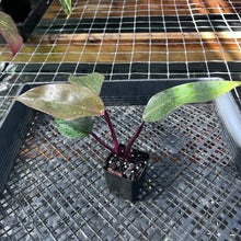 Load image into Gallery viewer, Philodendron Royal Queen 2.5" pot, Fedex 2day*