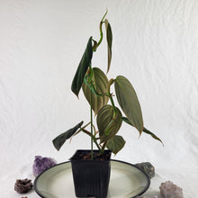 Load image into Gallery viewer, Philodendron Gigas 4" pot, Fedex 2 day*