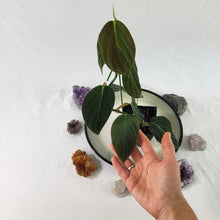 Load image into Gallery viewer, Philodendron Gigas 4" pot, Fedex 2 day*
