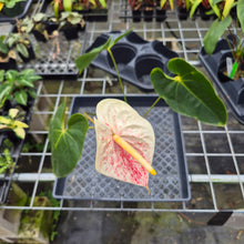 Load image into Gallery viewer, Anthurium Peppermint Splash, Shibori AFF, speckled , Exact Plant Ship Nationwide