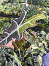 Load image into Gallery viewer, Alocasia Sanderiana Nobilis Aurea Variegated 2.5" pot, Fedex 2day*