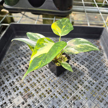 Load image into Gallery viewer, Philodendron White Princess Aurea Variegated exact plant, Fedex 2day*