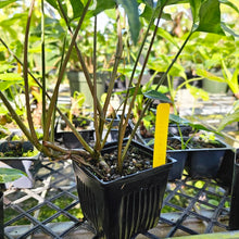 Load image into Gallery viewer, Syngonium Angustatum Little Star, Exact Plant