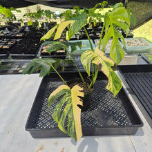 Load image into Gallery viewer, Monstera Borsigiana Aurea, Exact Plant Variegated Ships Nationwide