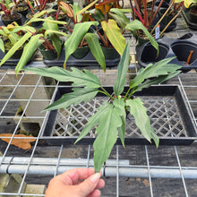 Load image into Gallery viewer, Philodendron Orchid Jungle, Exact Plant Ships Nationwide