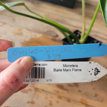 Load image into Gallery viewer, Monstera Burle Marx Flame, Exact Plant Ships Nationwide