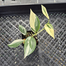 Load image into Gallery viewer, Scindapsus Blue Albo Variegated exact plant, Fedex 2day*