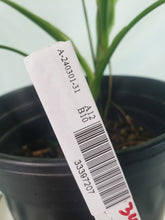 Load image into Gallery viewer, Monstera Sierrana Hawaii Clone, Exact Plant