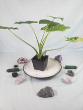 Load image into Gallery viewer, Alocasia Gageana Aurea, Exact Plant Variegated