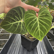 Load image into Gallery viewer, Philodendron Verrucosum Amazon Sunset exact plant, Fedex 2day*