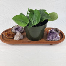 Load image into Gallery viewer, Scindapsus Silver Hero 6" pot, Fedex 2day