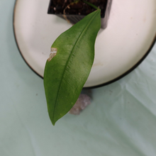 Load image into Gallery viewer, Anthurium Gracile Shipped Nationwide