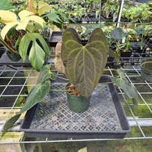 Load image into Gallery viewer, Anthurium Ace Of Spades X Papillilaminum exact plant, Fedex 2day*