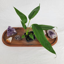 Load image into Gallery viewer, Anthurium Spectabile 2.5" Pot, Fedex 2 day*