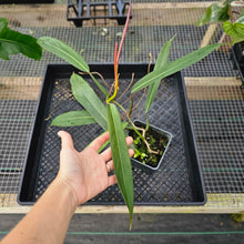 Load image into Gallery viewer, Philodendron Bicolor, Exact Plant Ships Nationwide