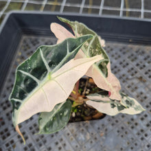 Load image into Gallery viewer, Alocasia Polly Snowflake Pink variegated exact plant, Fedex 2day*