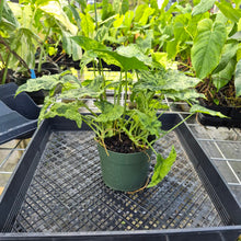 Load image into Gallery viewer, Syngonium Mojito, Exact Plant Variegated Ships Nationwide