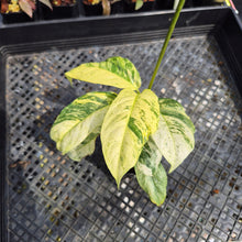 Load image into Gallery viewer, Rhaphidophora Puberula Variegated exact plant, Fedex 2day*