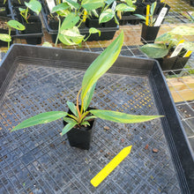 Load image into Gallery viewer, Philodendron Caramel Marble, Exact Plant Variegated Ships Nationwide