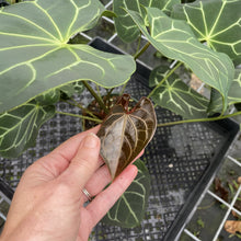 Load image into Gallery viewer, Anthurium Besseae Aff exact plant, Fedex 2day*