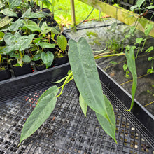 Load image into Gallery viewer, Philodendron Spiritus Sancti, Exact Plant Ships Nationwide
