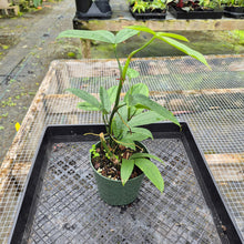 Load image into Gallery viewer, Anthurium Pentaphyllum, Exact Plant Ships Nationwide