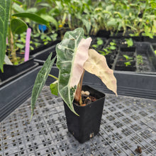 Load image into Gallery viewer, Alocasia polly pink variegated, Exact Plant Ships Nationwide.