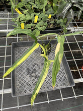 Load image into Gallery viewer, Philodendron Holtonianum Variegated exact plant, Fedex 2day*