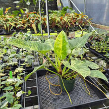 Load image into Gallery viewer, Philodendron Giganteum Blizzard Variegated exact plant, Fedex 2day*