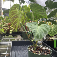 Load image into Gallery viewer, Philodendron Verrucosum exact plant, Fedex 2day*