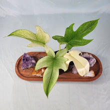Load image into Gallery viewer, Philodendron Florida Ghost 4" pot, Fedex 2day*