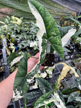 Load image into Gallery viewer, Alocasia Simpo Albo variegated 2.5" pot, Fedex 2day*