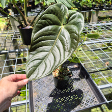 Load image into Gallery viewer, Anthurium Moodeanum x Veitchii, exact plant, Fedex 2day*