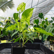 Load image into Gallery viewer, Syngonium Mojito, Exact Plant Variegated Ships Nationwide