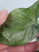 Load image into Gallery viewer, Syngonium Pink Splash Variegated 4" pot, Fedex 2day*