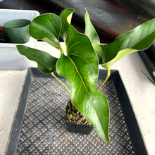 Load image into Gallery viewer, Anthurium Brownii, Exact Plant Ships Nationwide