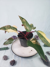 Load image into Gallery viewer, Strawberry Shake, Exact Plant, variegated Philodendron